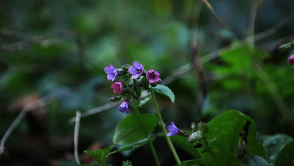 Flor Rosa Púrpura Naturaleza Hojas Verdes Tiempo Primavera — Foto de Stock