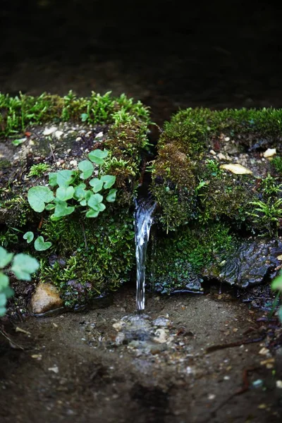 Tiszta Ivóvíz Forrása Amely Kövek Növényzet Moha Között Folyik — Stock Fotó