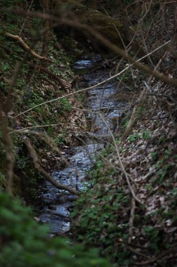 Dalların arasından nehre bak, yeşillik ve yapraklar yana, nehir ortada.