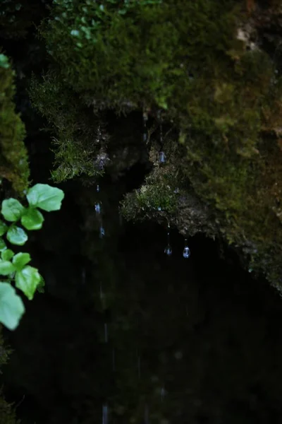 Drops of water flow from the rocks, moss on the rocks, plants on the sides