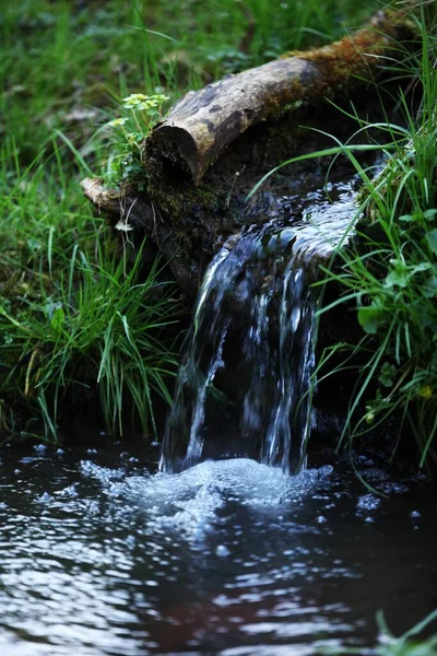 Víz Rothadó Fán Tájakon Növényzeten Tiszta Vízen Folyik Keresztül — Stock Fotó