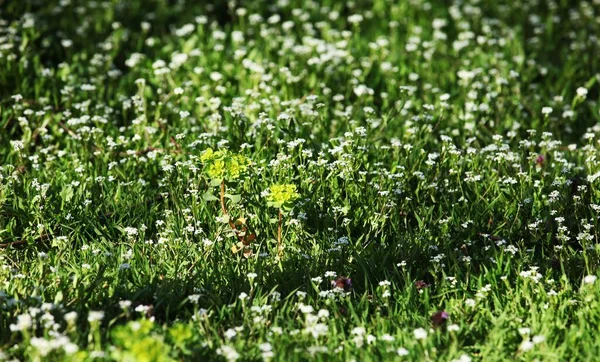 Small white plants in green grass