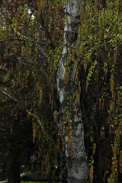Träd Med Vit Bark Och Gröna Blad Parken Landskap — Stockfoto