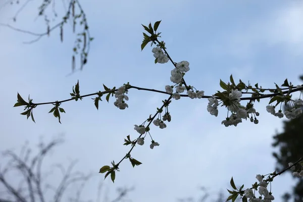 White flowers on plum branches, green flowers, blue sky in the background