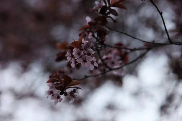Flores Cor Rosa Galhos Árvores Folhas Marrons Tempo Primavera Fundo — Fotografia de Stock