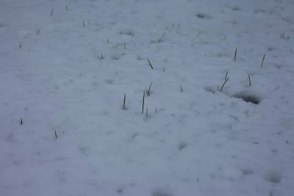 Green Grass Grew Snow — Stock Photo, Image