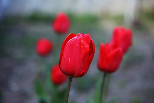 Piros Tulipán Virág Kertben Tavasz Háttér — Stock Fotó