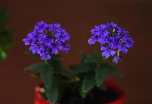 Purple magic verbena flowers in a pot