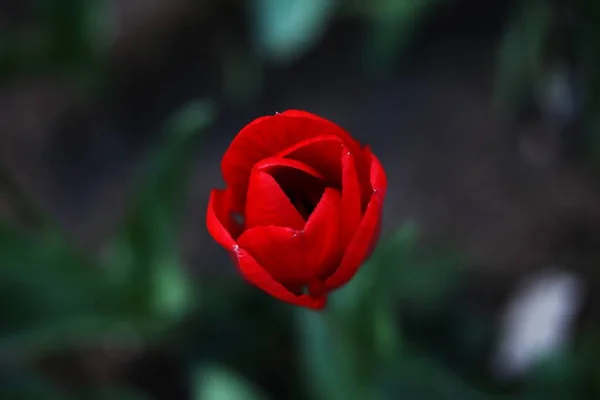 Çerçevede Bir Kırmızı Lale Çiçeği Bahçede Bir Lale — Stok fotoğraf