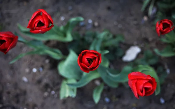 Bahçede Beş Kırmızı Lale Üst Manzara Bahar — Stok fotoğraf