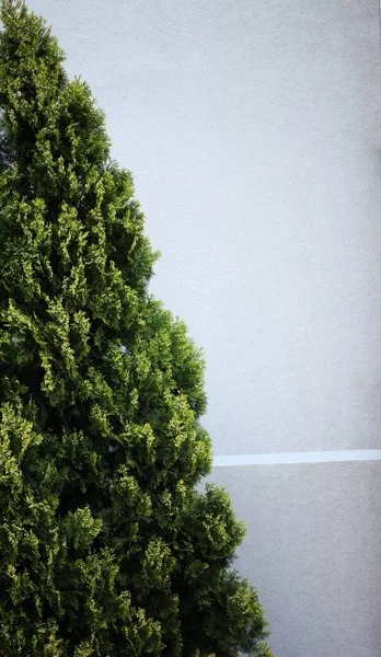 Uma Árvore Natal Verde Canto Esquerdo — Fotografia de Stock