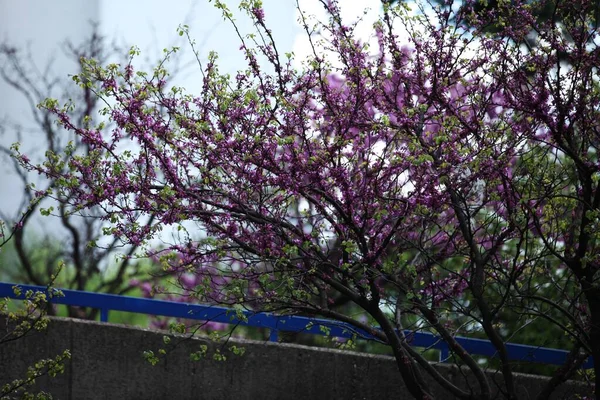 A tree with pink flowers in front of the building