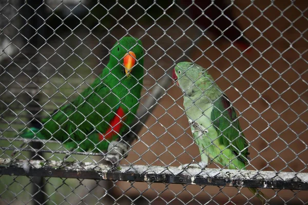 Two green parrots in a cage