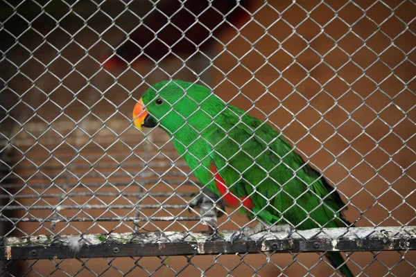 Ein Grüner Papagei Käfig — Stockfoto