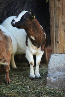 Kahverengi gözlü beyaz ve kahverengi çocuklar.