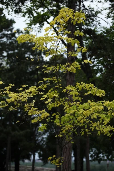 Träd Med Gula Blad Våren Gröna Blad Bakgrunden Träden — Stockfoto