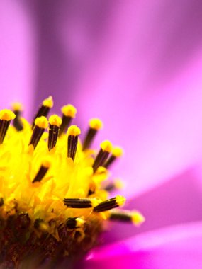 Meise, Belçika - Mart 2022 Meise 'in muhteşem 92 hektarlık botanik bahçesini ziyaret edin.