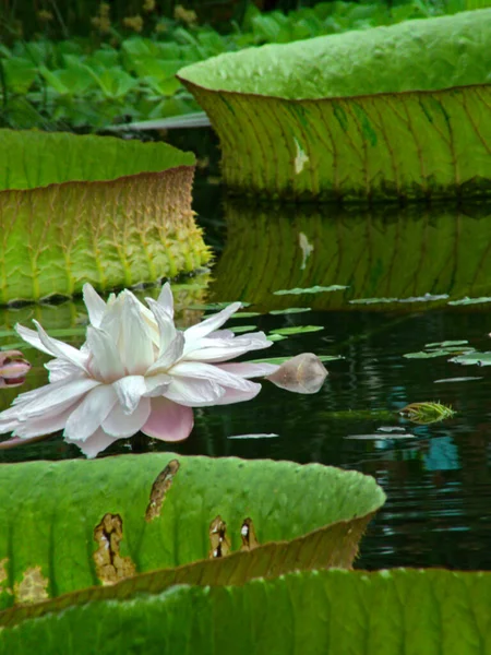 Meise België Maart 2022 Bezoek Aan Prachtige Botanische Tuin Van — Stockfoto