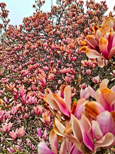 Meise Βέλγιο Μάρτιος 2022 Επίσκεψη Στον Υπέροχο Βοτανικό Κήπο Εκταρίων — Φωτογραφία Αρχείου