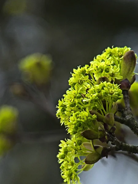 Meise, Belçika - Mart 2022 Meise 'in muhteşem 92 hektarlık botanik bahçesini ziyaret edin.
