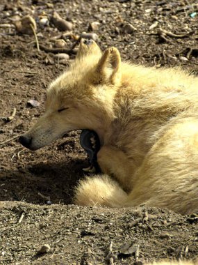 Amneville Hayvanat Bahçesi, Ağustos 2022 - Muhteşem Kutup Kurdu