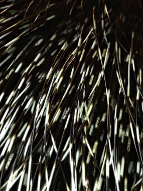 Amneville Hayvanat Bahçesi, Ağustos 2022