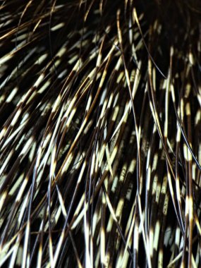 Amneville Hayvanat Bahçesi, Ağustos 2022