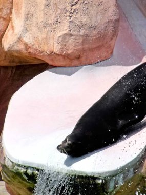 Amneville Hayvanat Bahçesi, Ağustos 2022