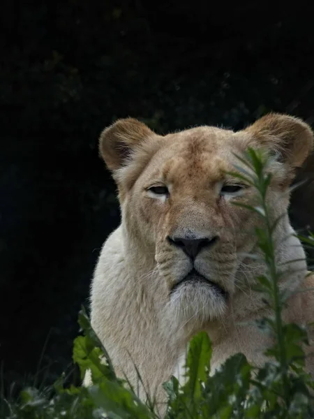 Зоопарк Амнвилла Август 2022 Года Великолепный Белый Лев — стоковое фото