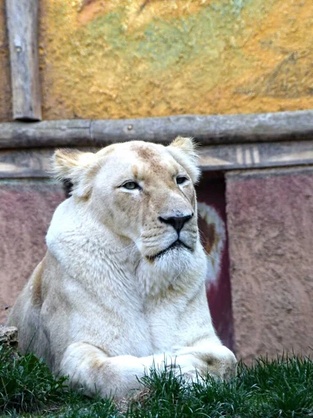Zoológico Amnville Agosto 2022 Magnífico Leão Branco — Fotografia de Stock