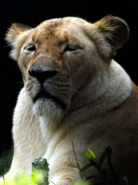 Amnville Zoo Augustus 2022 Prachtige Witte Leeuw — Stockfoto