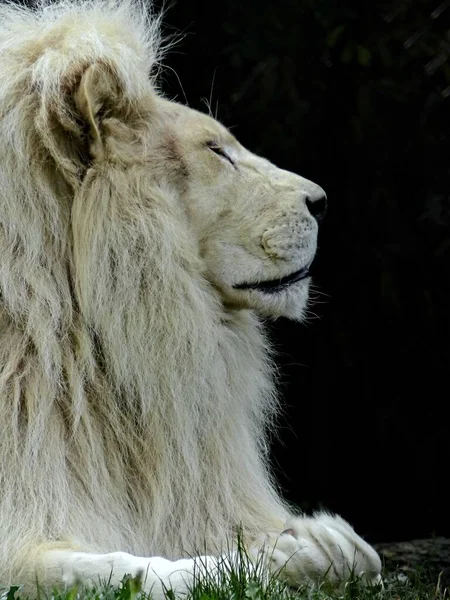 Зоопарк Амнвилла Август 2022 Года Великолепный Белый Лев — стоковое фото