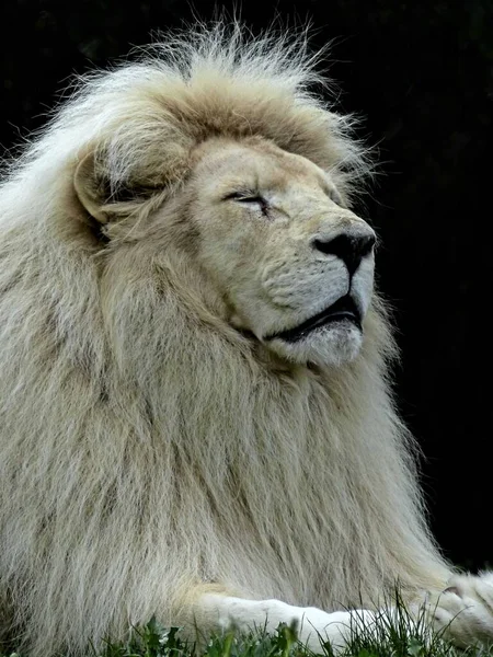 Zoo Amnville Srpen 2022 Velkolepý Bílý Lev — Stock fotografie