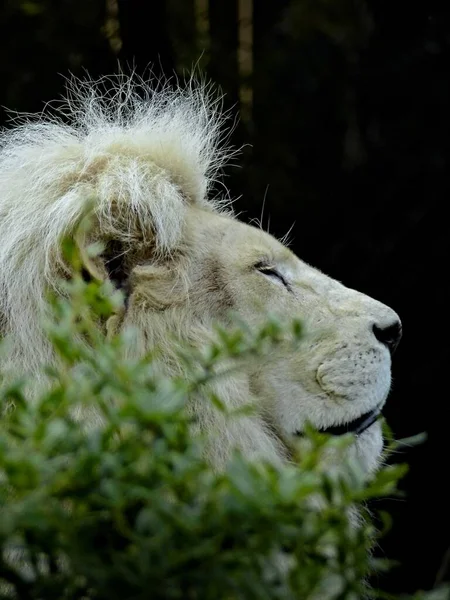 Зоопарк Амнвіль Серпень 2022 Чудовий Білий Лев — стокове фото