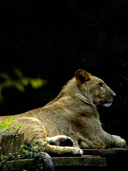Zoo Amnville Août 2022 Magnifique Lion Blanc — Photo