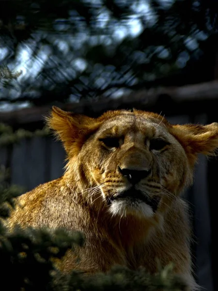 Zoológico Amnville Agosto 2022 Magnífico Leão Branco — Fotografia de Stock
