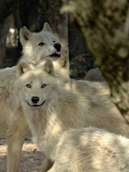 Amneville动物园 2022年8月 伟大的北极狼 — 图库照片