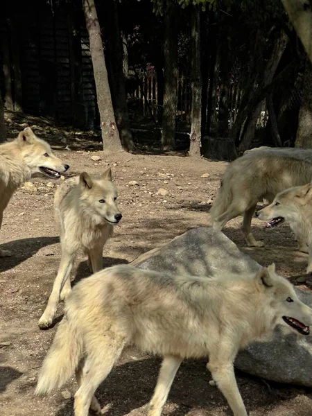 Amneville Zoo August 2022 Prächtiger Arktischer Wolf — Stockfoto