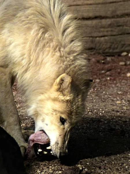 Amneville Zoo August 2022 Prächtiger Arktischer Wolf — Stockfoto