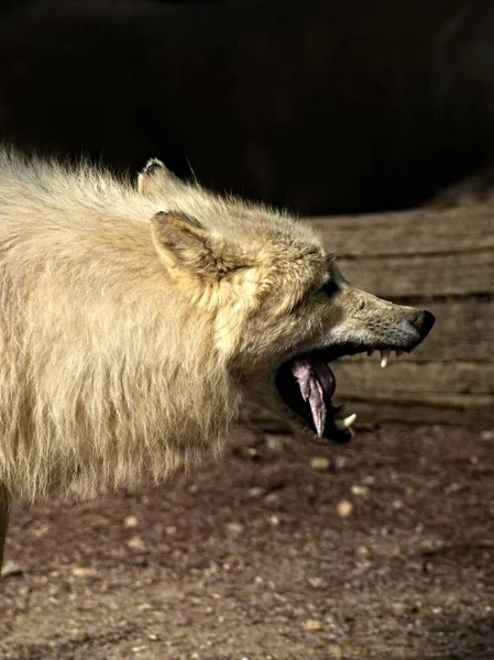 Zoológico Amneville Agosto 2022 Magnífico Lobo Ártico — Foto de Stock