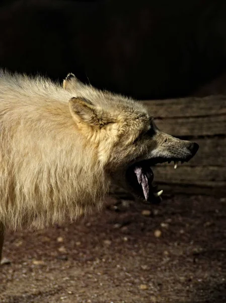 Amneville Zoo Srpen 2022 Velkolepý Arktický Vlk — Stock fotografie