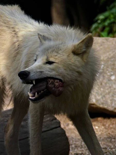 Amneville Zoo Srpen 2022 Velkolepý Arktický Vlk — Stock fotografie