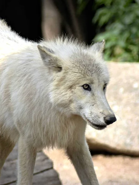 Amneville Zoo Augustus 2022 Prachtige Arctische Wolf — Stockfoto
