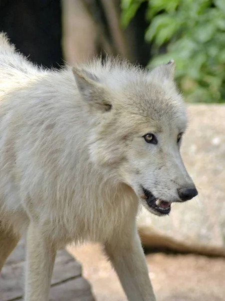 Zoológico Amneville Agosto 2022 Magnífico Lobo Ártico — Fotografia de Stock