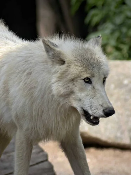 Zoo Amneville Sierpień 2022 Wspaniały Wilk Arktyczny — Zdjęcie stockowe