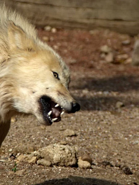 Amneville Zoo August 2022 Prächtiger Arktischer Wolf — Stockfoto