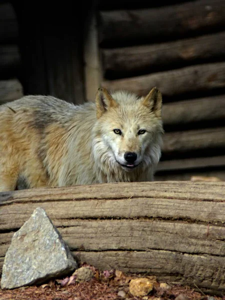 Zoológico Amneville Agosto 2022 Magnífico Lobo Ártico — Fotografia de Stock