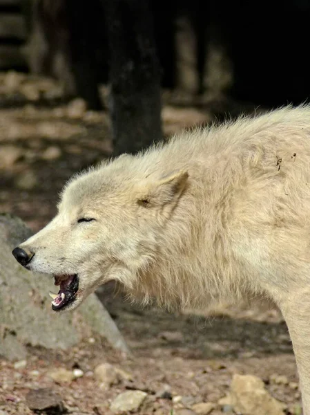 Зоопарк Февилля Август 2022 Года Великолепный Арктический Волк — стоковое фото
