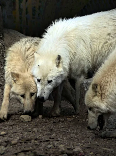 Zoo Amneville Sierpień 2022 Wspaniały Wilk Arktyczny — Zdjęcie stockowe