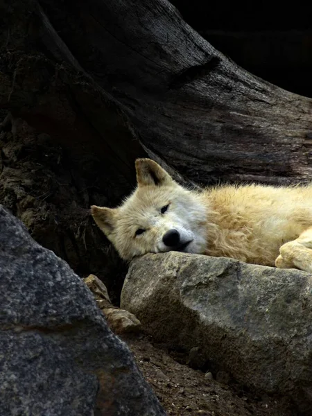 Ζωολογικός Κήπος Amneville Αύγουστος 2022 Υπέροχος Αρκτικός Λύκος — Φωτογραφία Αρχείου